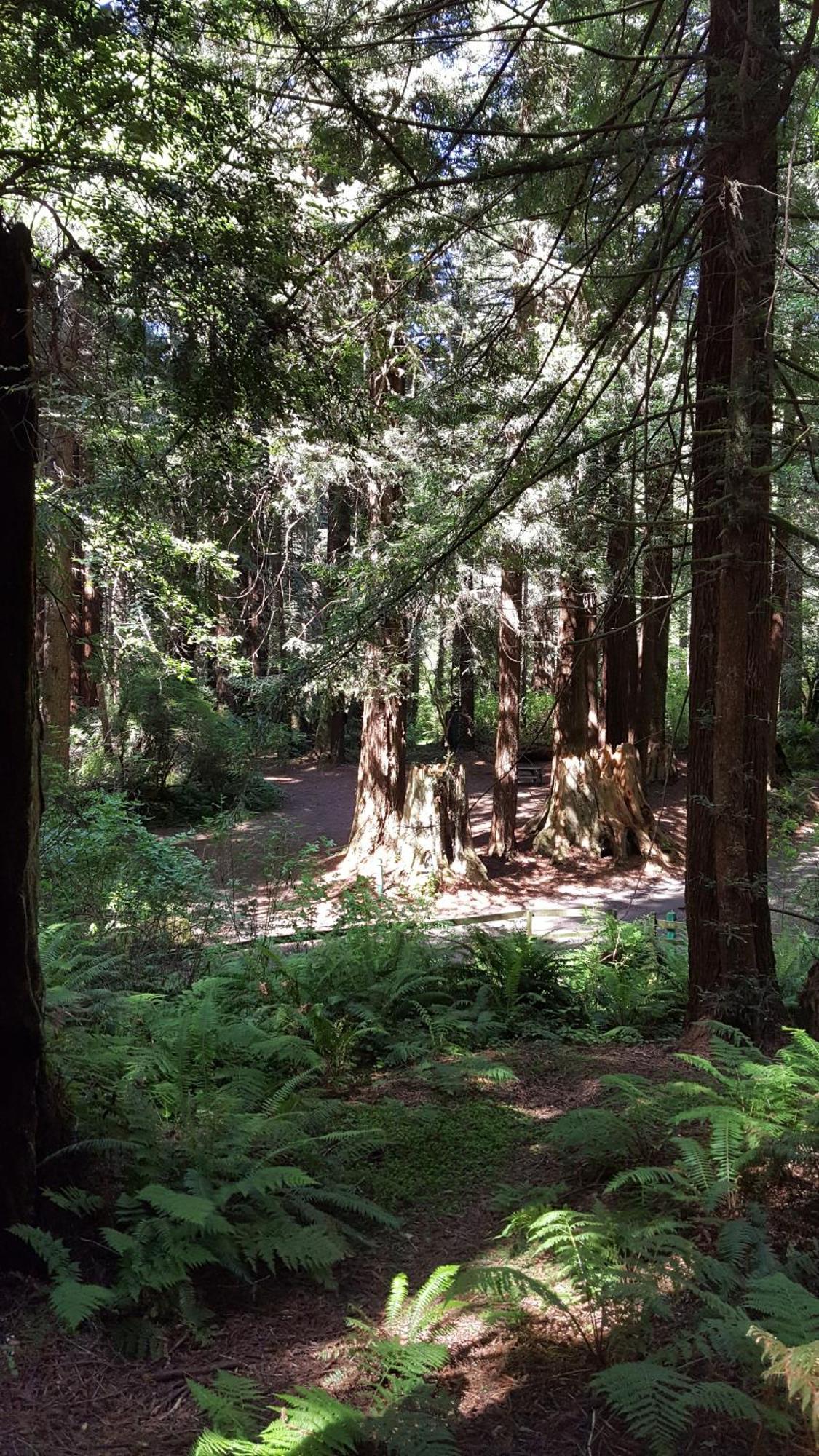 Emerald Forest Cabins Trinidad Camera foto