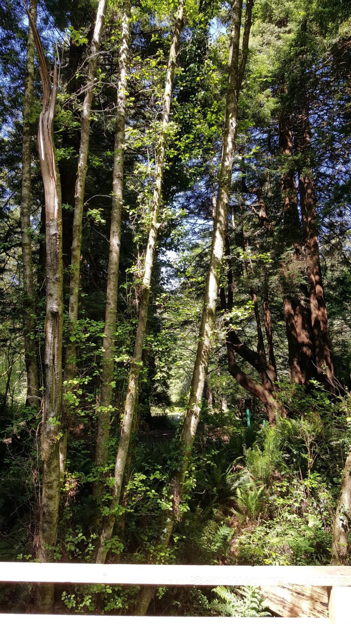 Emerald Forest Cabins Trinidad Camera foto